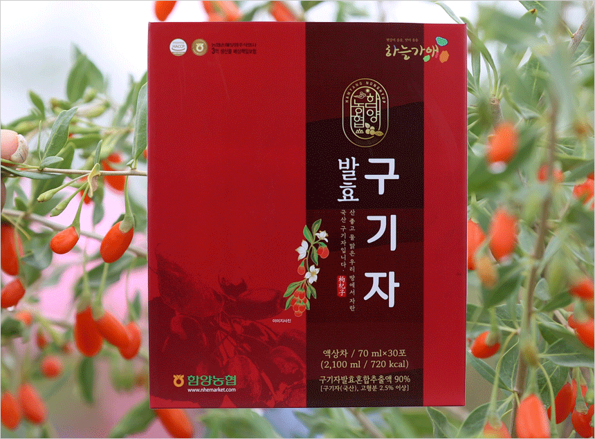 발효 구기자 촬영